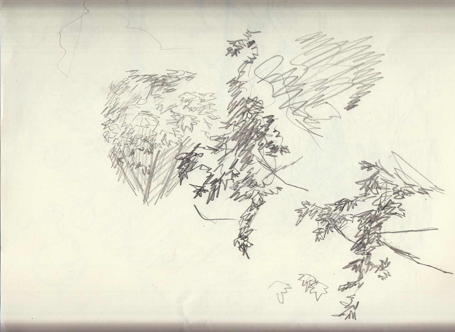 leaf sketches 5-20